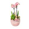 Soft Pembe Multi Midi Orkide Aranjmanı Sweet Orchids