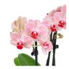 Soft Pembe Multi Midi Orkide Aranjmanı Sweet Orchids