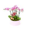 Pink Orchids Garden Pink